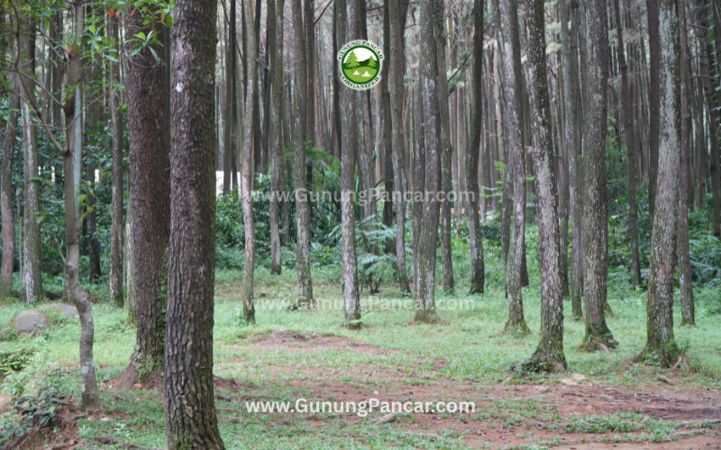 Lokasi camping gunung pancar sentul bogor